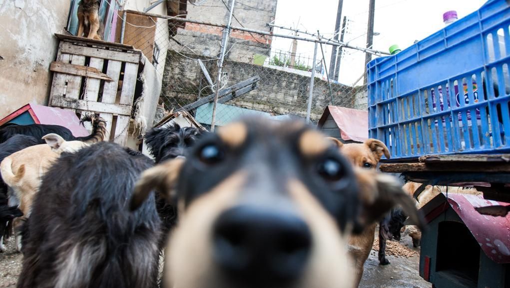 Nova lei em BH cria política para ajudar acumuladores de animais; entenda