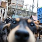 Nova lei em BH cria política para ajudar acumuladores de animais; entenda