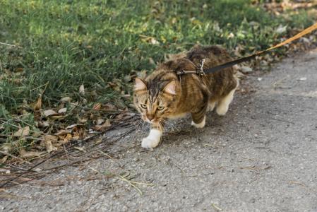 Gato passeando de coleira