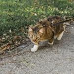 Veterinários recomendam: passeios supervisionados ajudam a melhorar o comportamento dos gatos