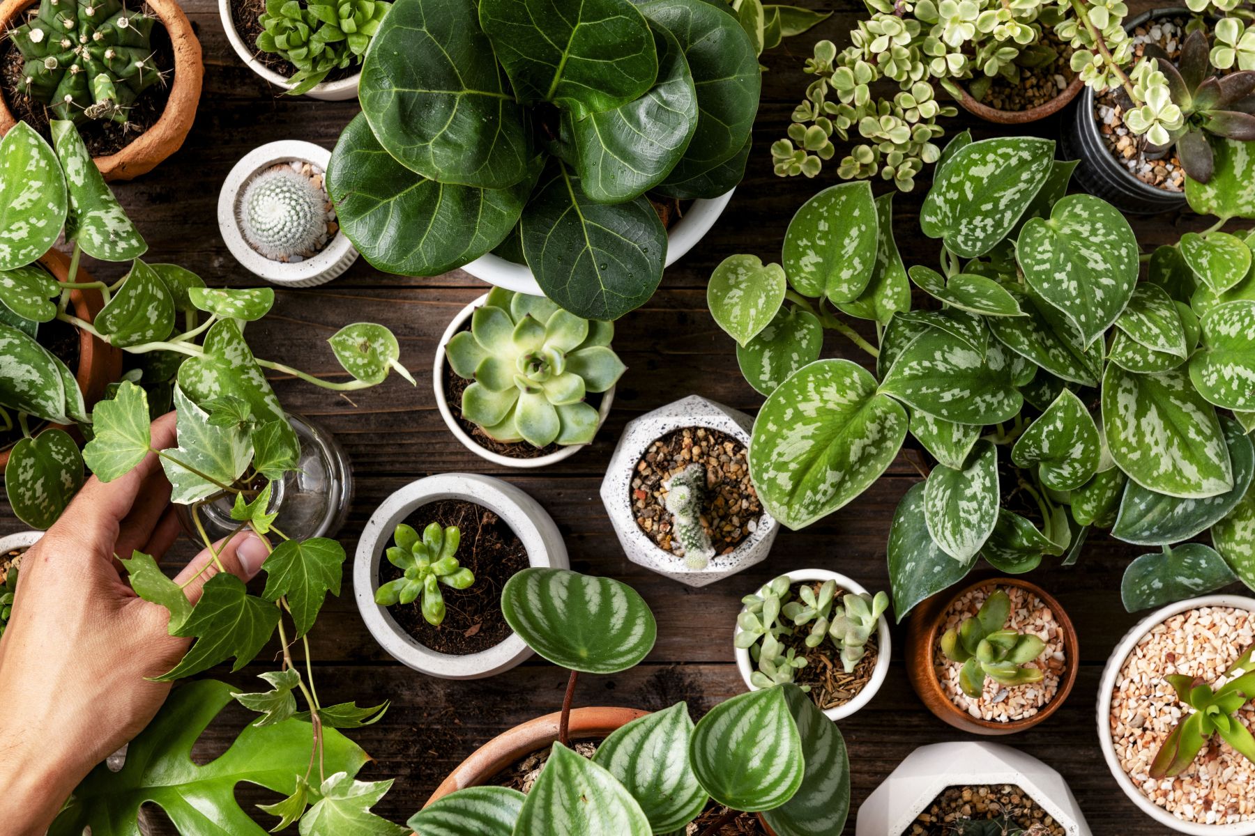 Três plantas que vão afastar as baratas da sua casa e que são fáceis de encontrar