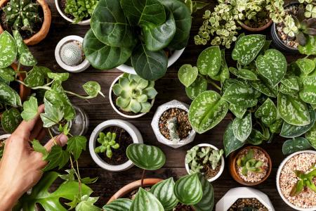 Conheça as plantas que funcionam como repelentes naturais contra baratas
