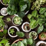 Três plantas que vão afastar as baratas da sua casa e que são fáceis de encontrar