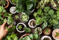 Sua planta está tentando avisar que algo está errado: 5 sinais de problemas