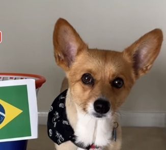 Copa do Mundo: cão 'vidente' crava posição do Brasil na fase de grupos