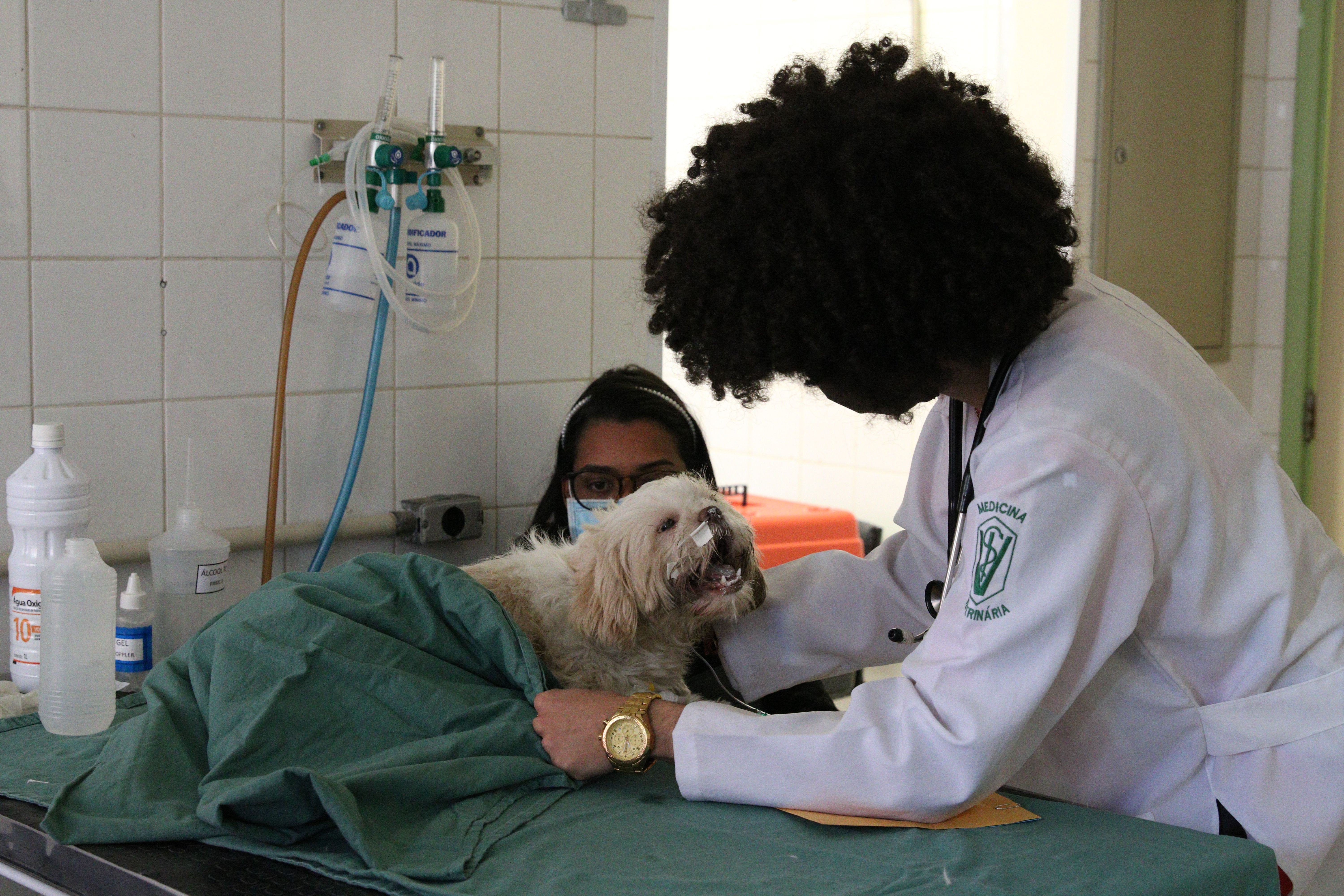 Exercício ilegal da medicina veterinária pode dar até 2 anos de prisão