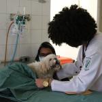 Exercício ilegal da medicina veterinária pode dar até 2 anos de prisão