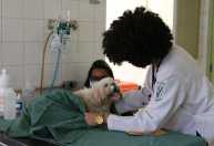 Exercício ilegal da medicina veterinária pode dar até 2 anos de prisão