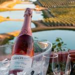 Vinhos mineiros se destacam e levam ouro em concurso mundial