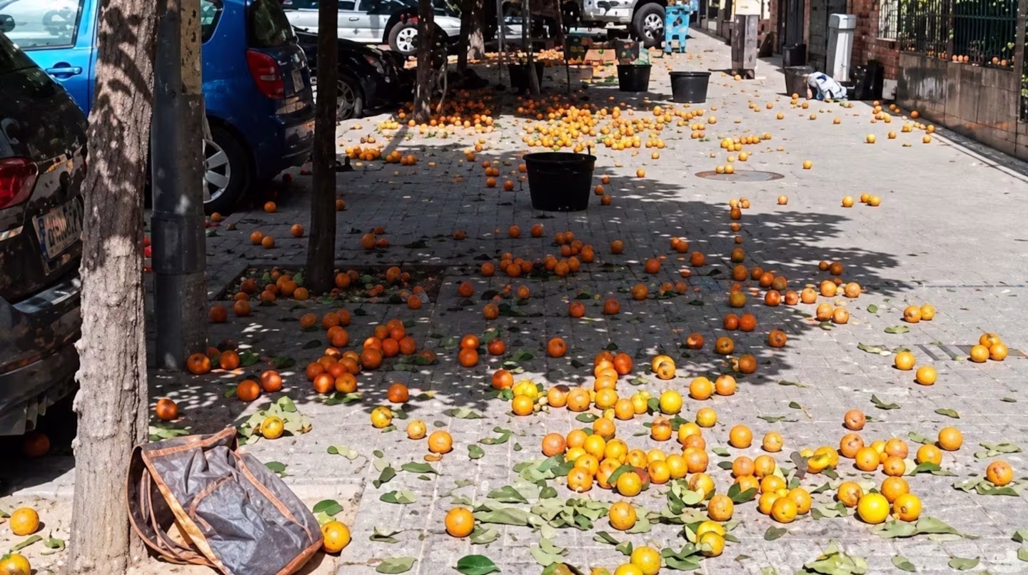 Laranjas amargas na Argentina atraem interesse internacional e podem ser enviadas ao Vietnã