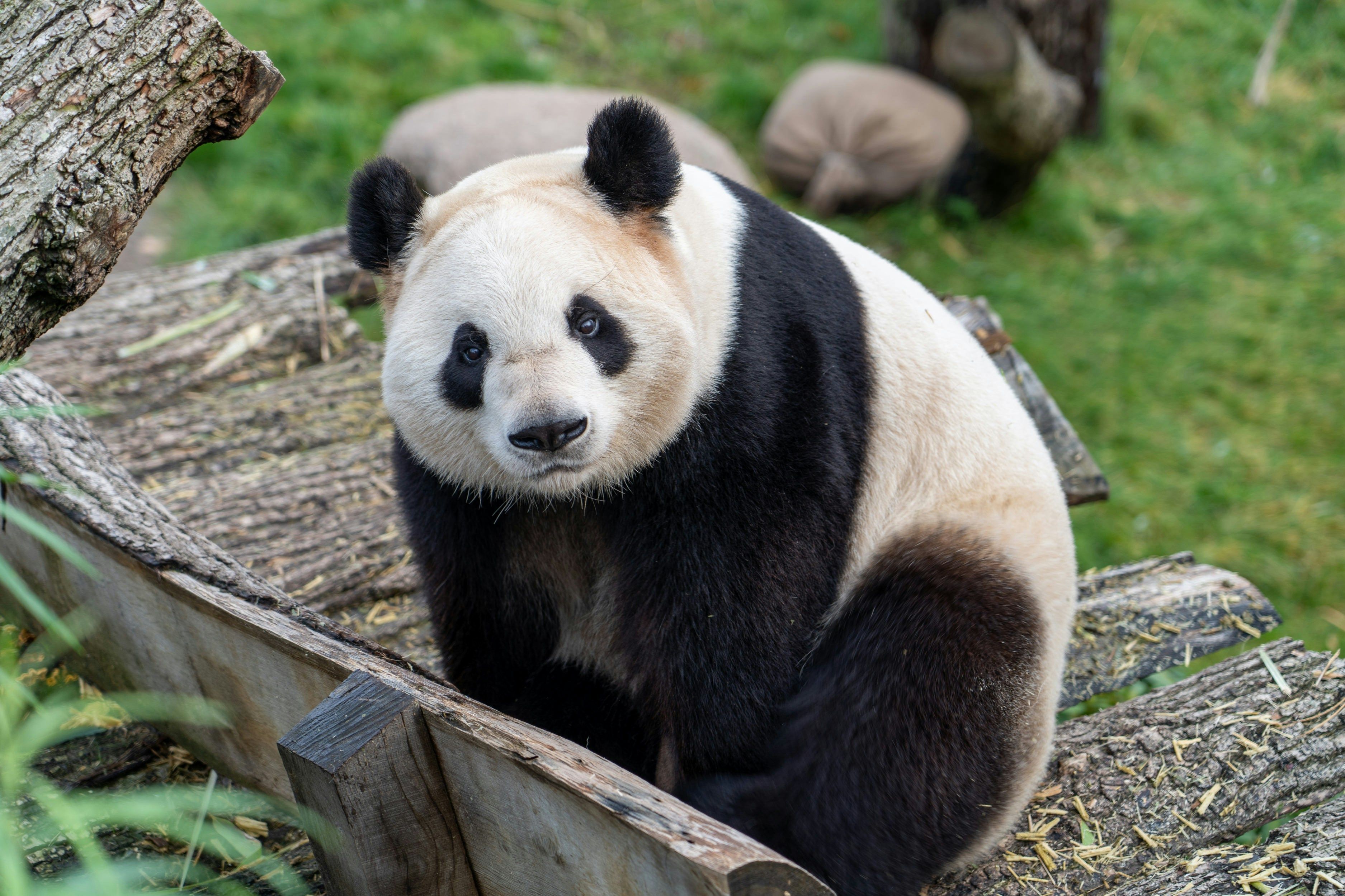 Panda-gigante da à luz ao 4º filhote em aniversário de 10 anos de parque na Coreia do Sul