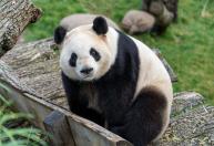 Por que a China enviou pandas aos Estados Unidos? Ação ocorreu pós encontro entre Trump e Xi Jinping