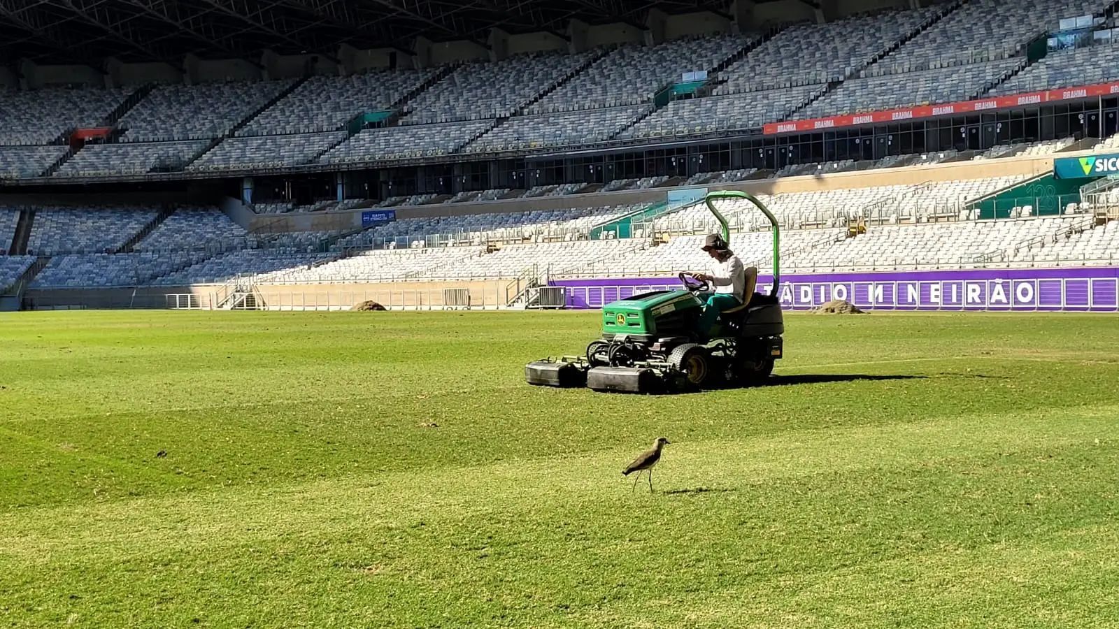Em período de Copa, Mineirão inicia plantio de grama de inverno para a temporada