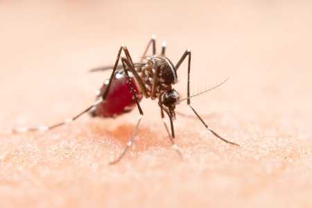 Mosquitos podem se atrair mais por determinados indivíduos