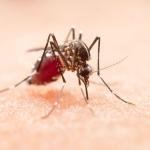 Por que os mosquitos escolhem certas pessoas como alvo? A ciência explica