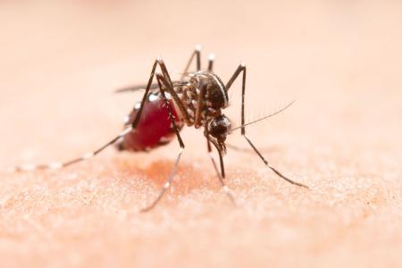 Mosquitos podem se atrair mais por determinados indivíduos