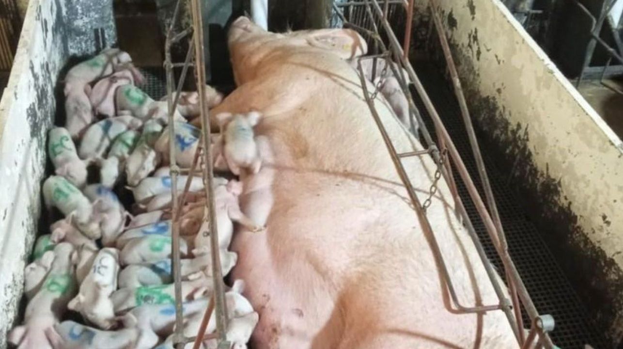 Porca mineira pariu 46 leitõezinhos e quebra recorde mundial