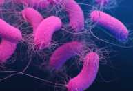 Pseudomonas aeruginosa: conheça bactéria detectada em lotes da Crystal e da Ypê