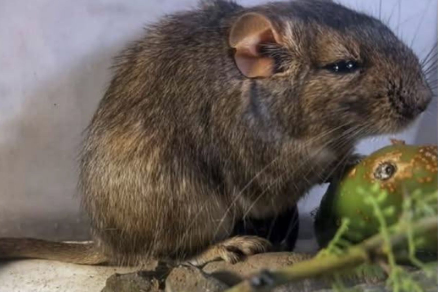 Uma nova espécie de mamífero foi descoberta no Parque Nacional Traslasierra