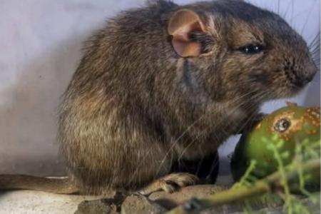 Pesquisadores argentinos identificaram o rato-vizcacha-de-Guasapampa
