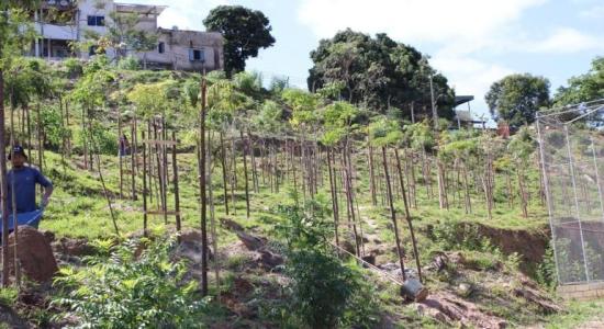 Uma fotografia em plano geral e ângulo normal mostra uma encosta gramada em processo de reflorestamento urbano. O terreno inclinado ocupa a maior parte do enquadramento e está repleto de dezenas de mudas de árvores jovens espalhadas em fileiras. Cada muda é sustentada verticalmente por estacas finas de madeira fixadas ao solo. No canto inferior esquerdo, um homem usando um chapéu escuro e uma camiseta de manga longa azul segura o cabo de um carrinho de mão, parcialmente visível. Mais acima na encosta, ao fundo, destacam-se grandes árvores maduras com folhagem densa e algumas construções residenciais de alvenaria simples localizadas no topo do morro.