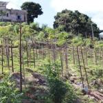 Comunidades em BH participam de ações de educação ambiental neste sábado
