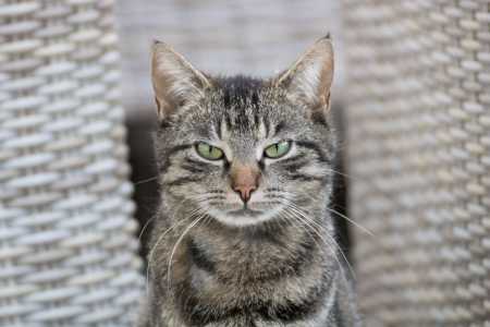 Exercício ilegal da medicina veterinária se torna crime no Brasil, determina nova lei