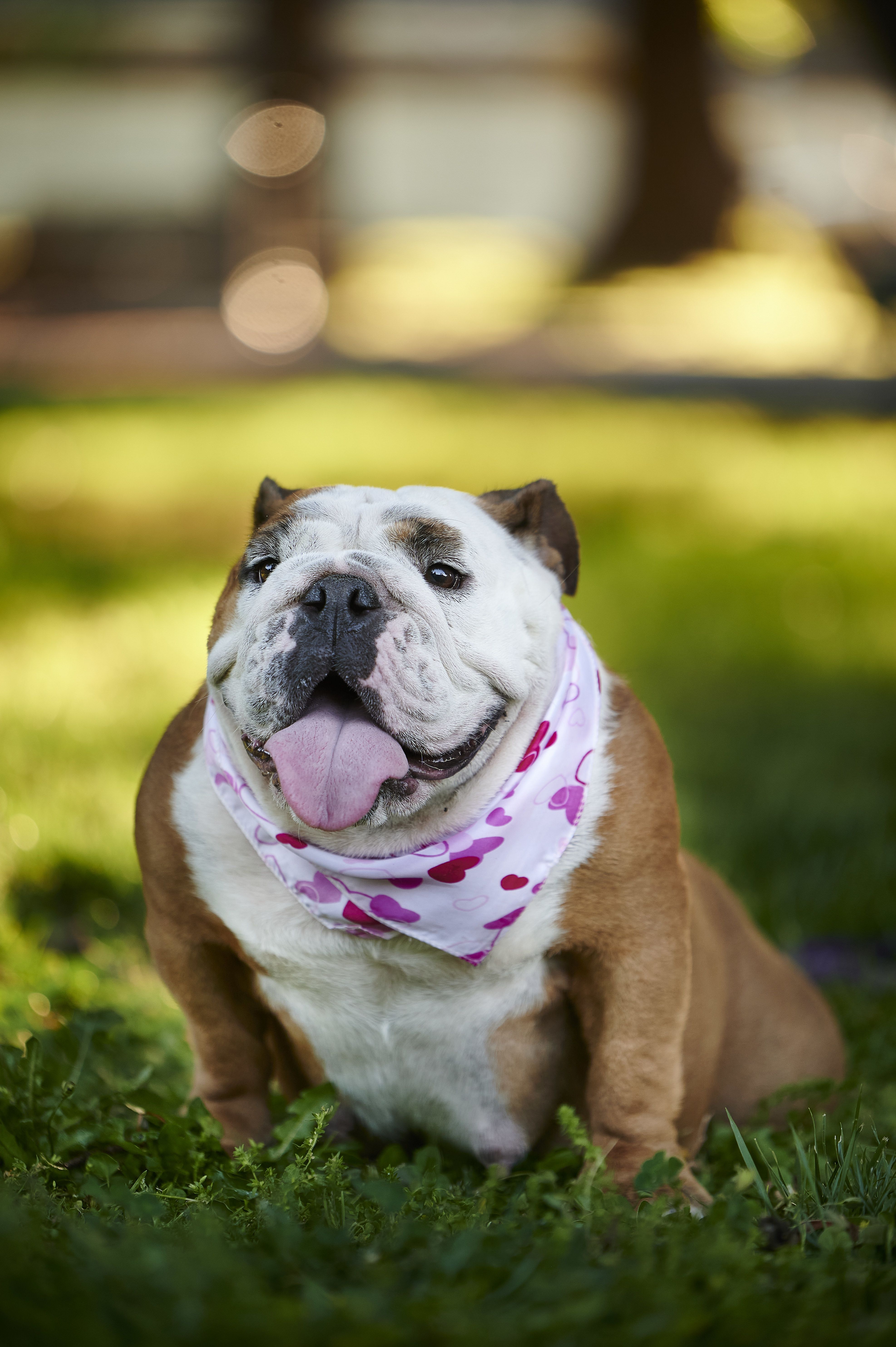 Pet gordinho? Veja 4 dicas e cuidados para um emagrecimento seguro