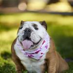 Pet gordinho? Veja 4 dicas e cuidados para um emagrecimento seguro