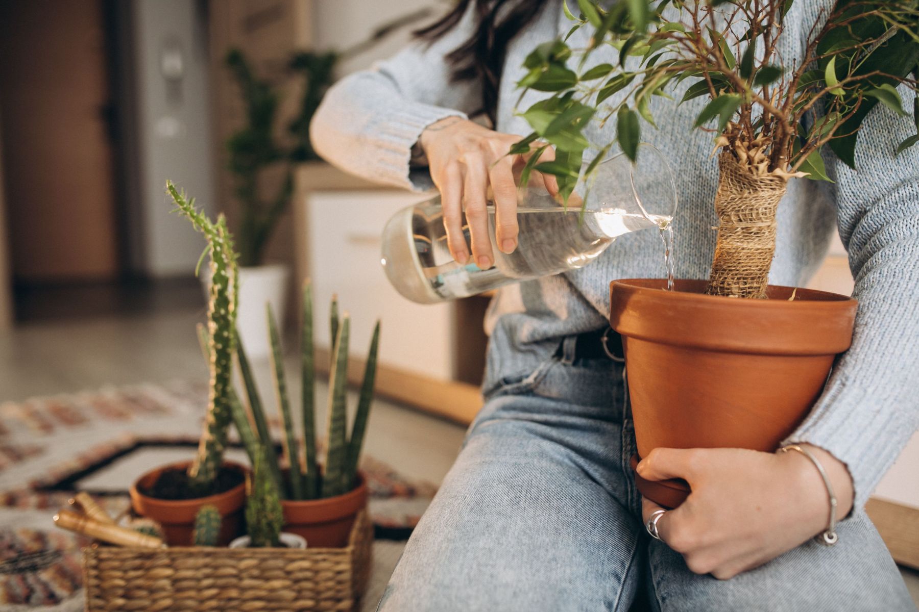 Um ingrediente comum de casa pode recuperar plantas com folhas amareladas e sem vida
