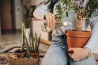 Um ingrediente comum de casa pode recuperar plantas com folhas amareladas e sem vida