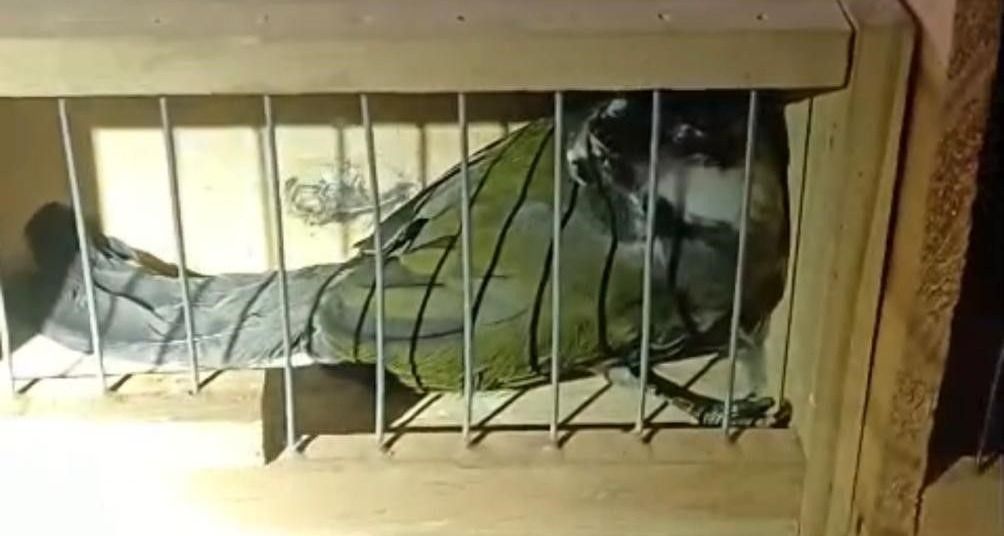 PRF resgata aves transportadas de forma clandestina na BR-381, em Perdões