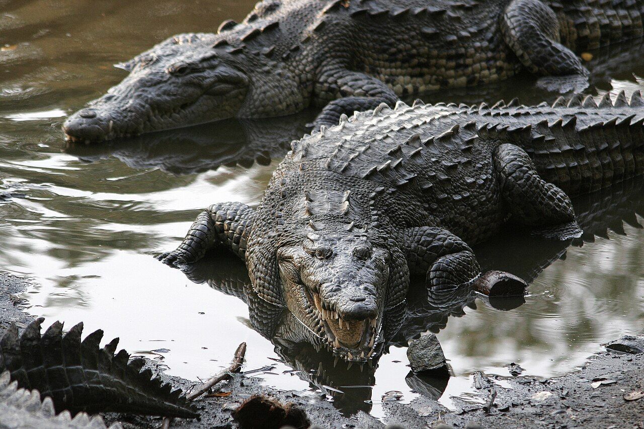 Israel inicia construção de fosso com crocodilos para evitar fuga de palestinos em prisão