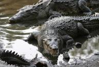 Israel inicia construção de fosso com crocodilos para evitar fuga de palestinos em prisão