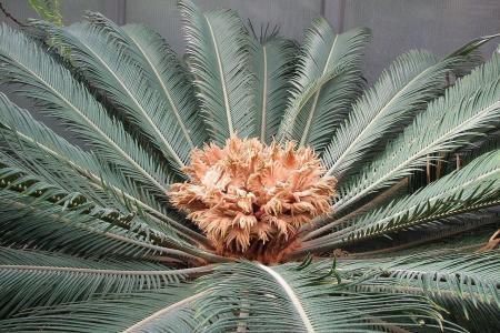 cycas revoluta cica planta
