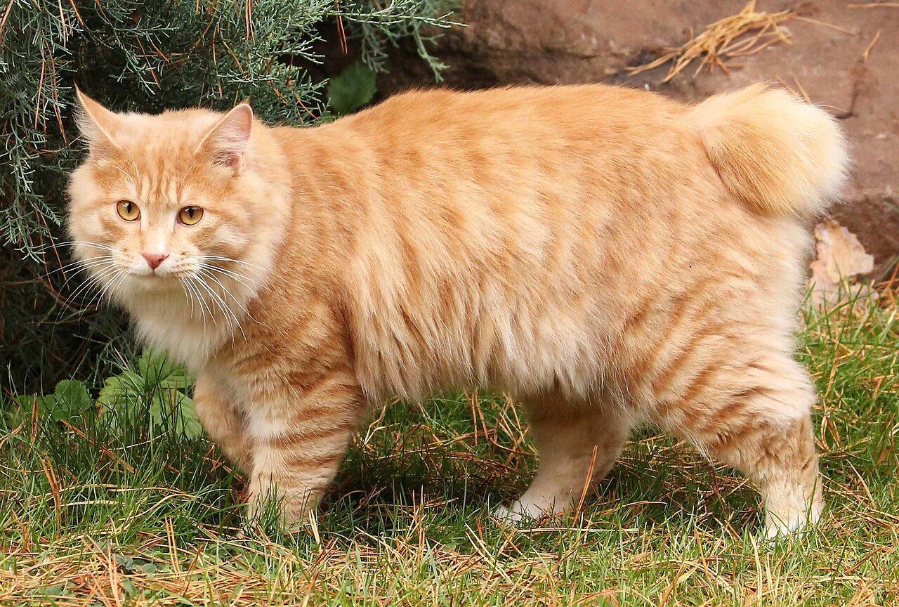 As raças de gatos mais raras do planeta que quase ninguém consegue ver de perto