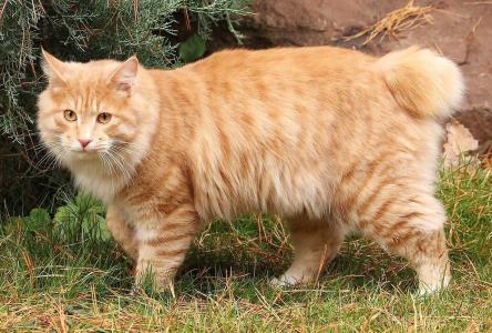 Gato da raça kurilian bobtail