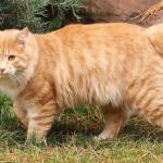 As raças de gatos mais raras do planeta, e que quase ninguém consegue ver de perto