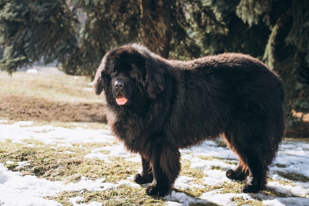 Especialista faz alerta sobre erro comum ao escolher uma raça de cachorro