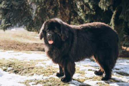 cao cachorro mastim tibetano
