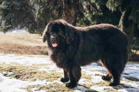cao cachorro mastim tibetano