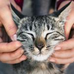 10 benefícios de ter um gato em casa que podem surpreender você