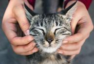 10 benefícios de ter um gato em casa que podem surpreender você