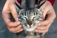 10 benefícios de ter um gato em casa que podem surpreender você