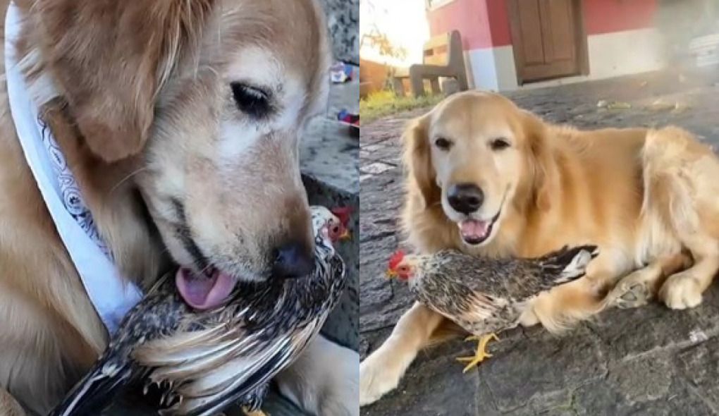 Cachorro e galinha têm amizade improvável e encantam a internet: 'Amor à primeira vista'