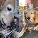 Cachorro e galinha têm amizade improvável e encantam a internet: 'Amor à primeira vista'