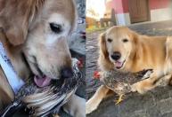 Cachorro e galinha têm amizade improvável e encantam a internet: 'Amor à primeira vista'
