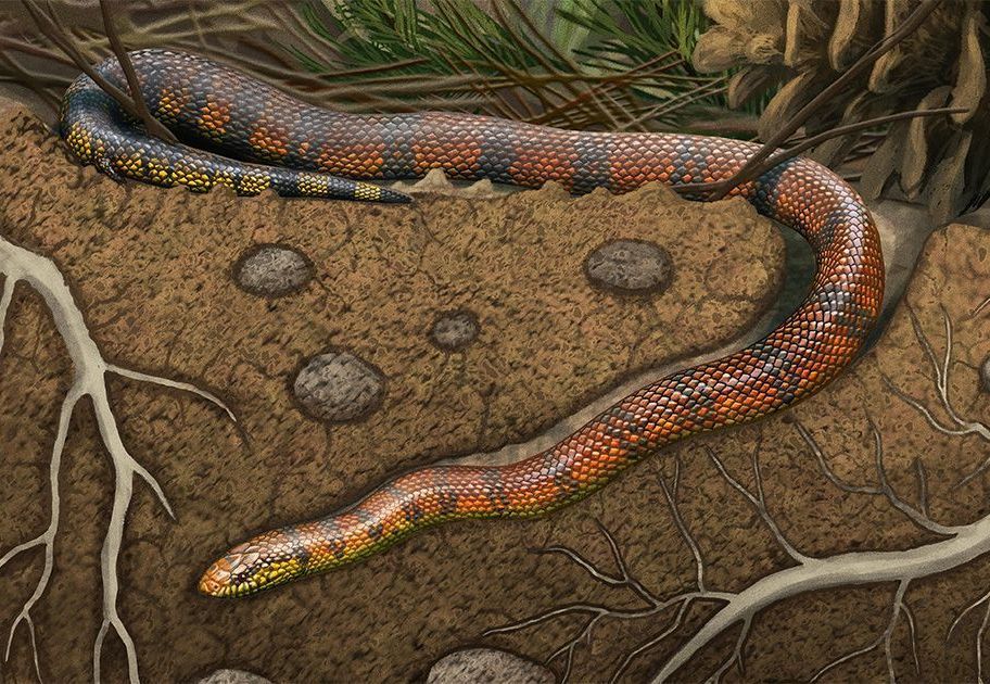 Fóssil raro encontrado no Brasil revela nova espécie de cobra que viveu entre os dinossauros