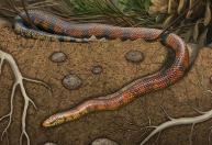 Fóssil raro encontrado no Brasil revela nova espécie de cobra que viveu entre os dinossauros