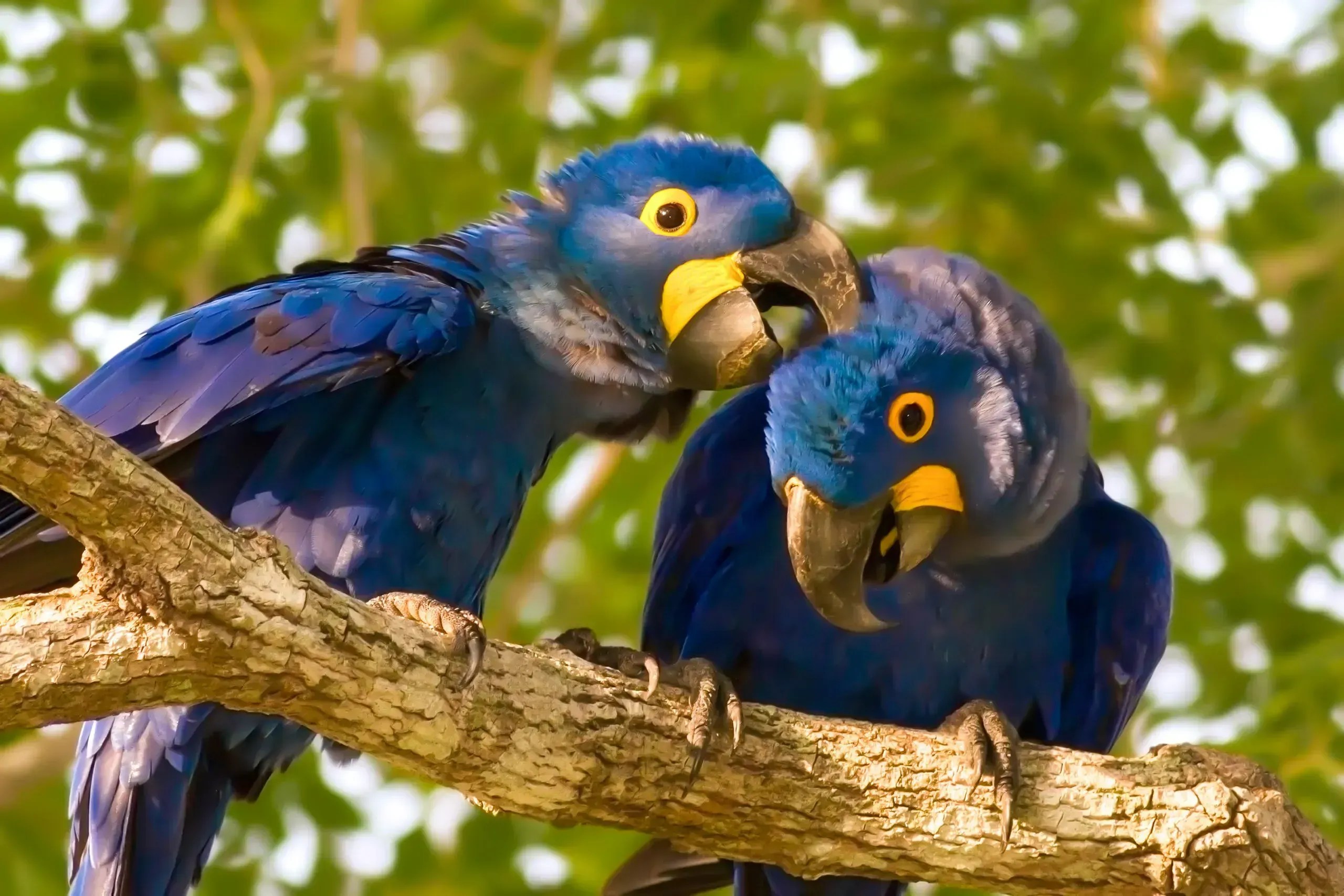 Brasil está entre os melhores destinos do mundo para observação de aves; veja o ranking
